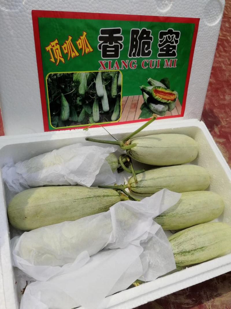 聊城莘县博洋61博洋9号甜瓜博洋甜瓜全国代办代发
