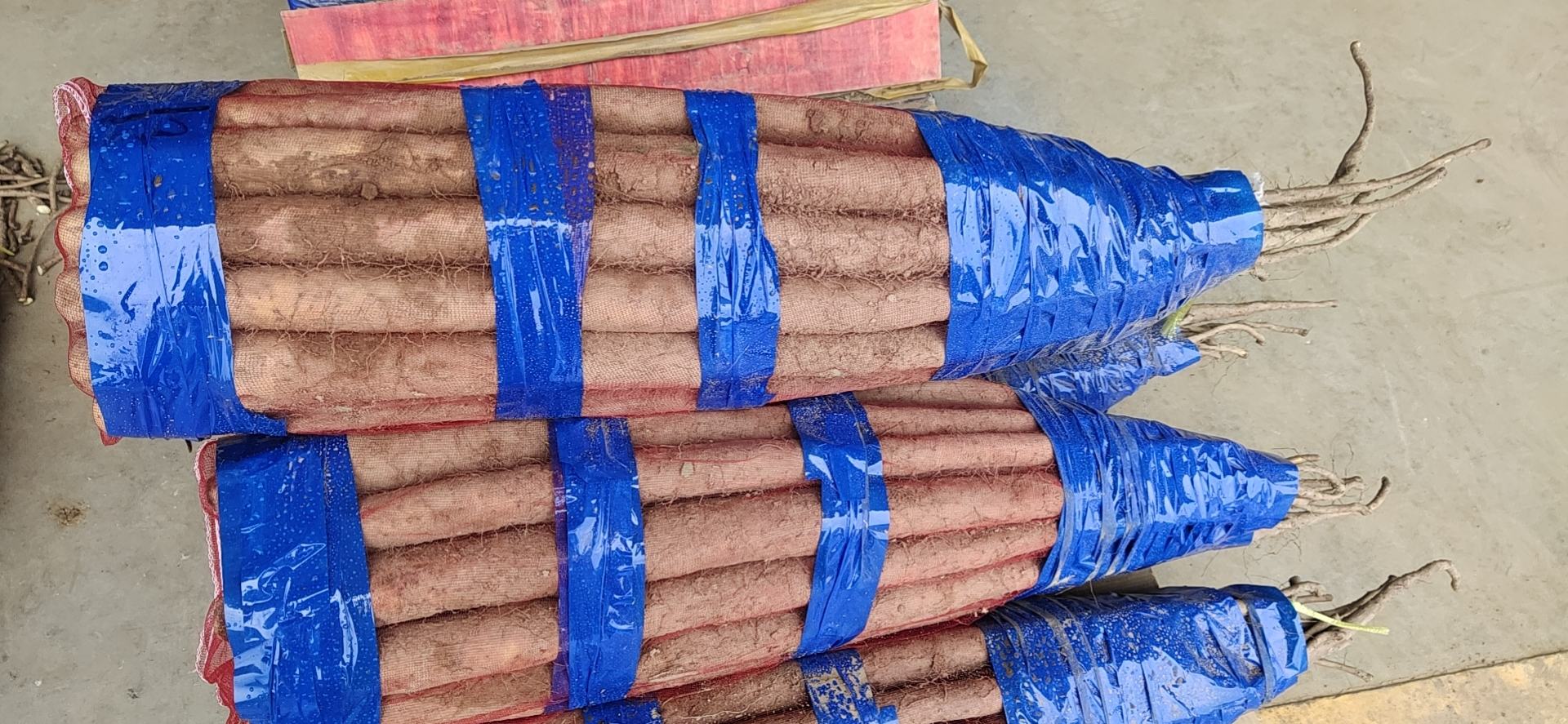 地黄瓜绑蔓上架