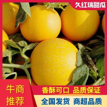 【推荐】山东聊城久红瑞甜瓜香酥可口供应市场商超电商