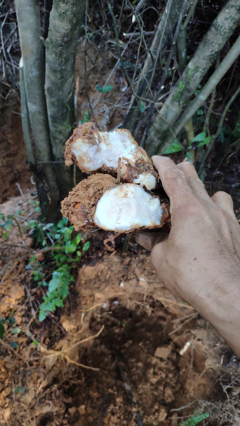 新鲜野生土伏苓，广东省内当天挖，当天发，第二天到货。