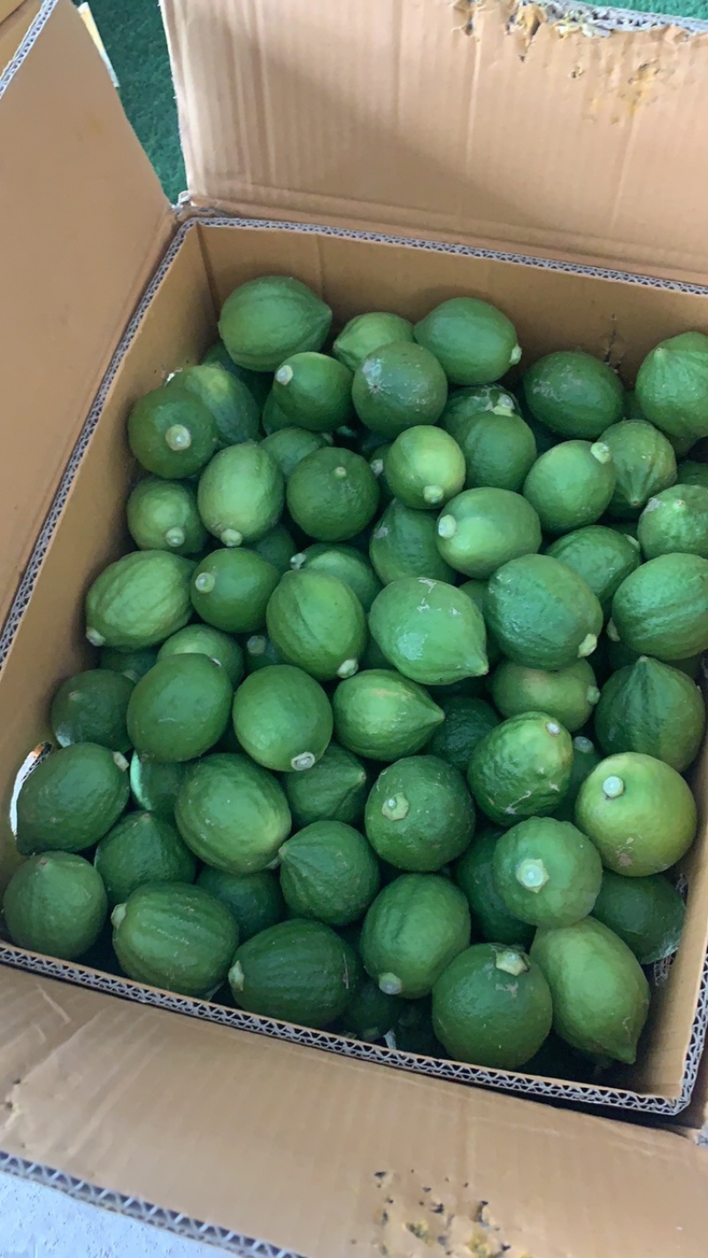 广东香水柠檬