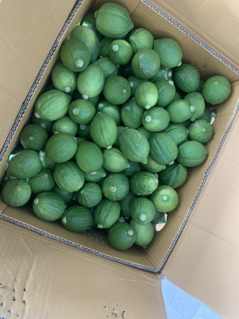 广东香水柠檬