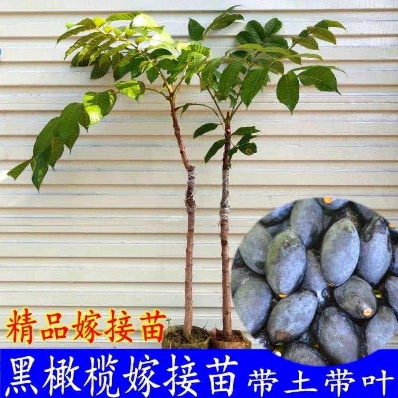 黑橄榄苗正宗嫁接黑橄榄苗黄橄榄苗甜橄榄苗南北方可种植