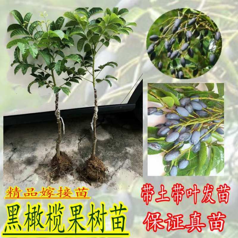 黑橄榄苗正宗嫁接黑橄榄苗黄橄榄苗甜橄榄苗南北方可种植