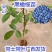 黑橄榄苗正宗嫁接黑橄榄苗黄橄榄苗甜橄榄苗南北方可种植