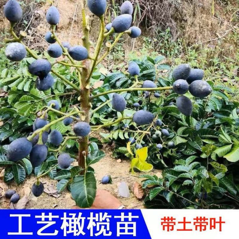 黑橄榄苗正宗嫁接黑橄榄苗黄橄榄苗甜橄榄苗南北方可种植