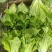 【生菜】精品意大利生菜基地大量有货可视频看货欢迎咨询