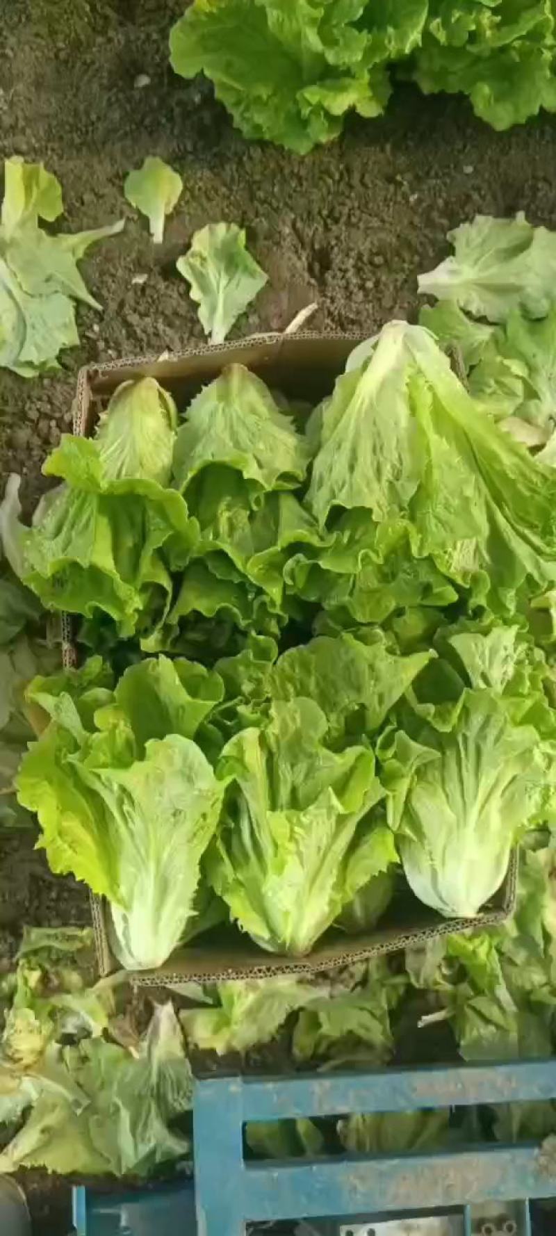【生菜】精品意大利生菜基地大量有货可视频看货欢迎咨询