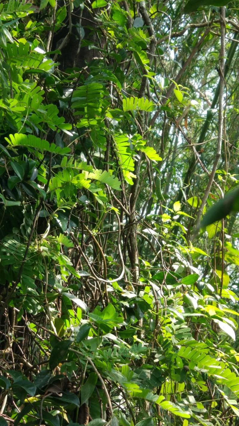 野生鸡骨草，纯野生鸡骨草，原生态养生放心