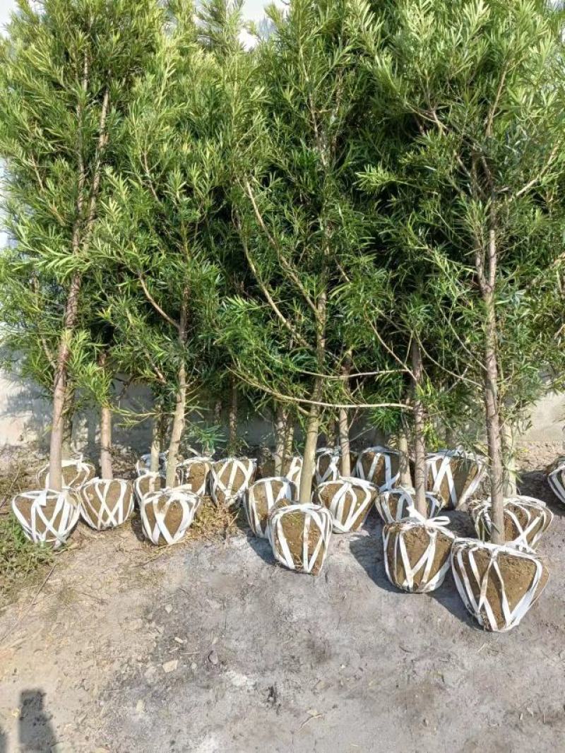 罗汉松4公分自家苗圃产地批发罗汉松大量有货