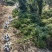 罗汉松4公分自家苗圃产地批发罗汉松大量有货