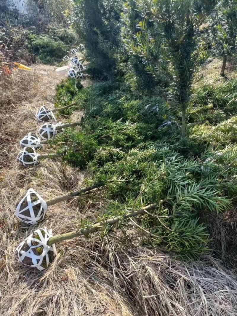 罗汉松4公分自家苗圃产地批发罗汉松大量有货