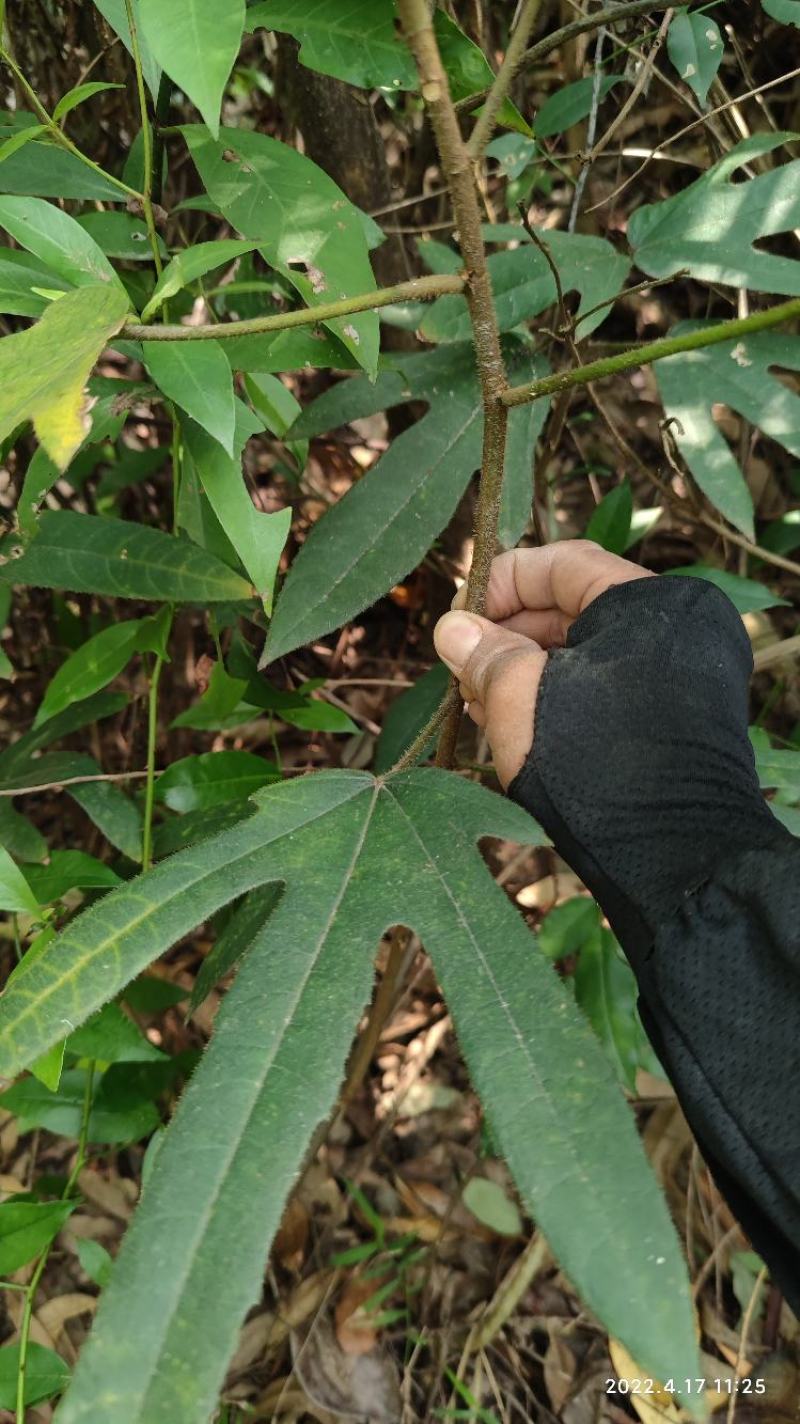 新鲜野生小叶五指毛桃，互惠互利，合作共赢。