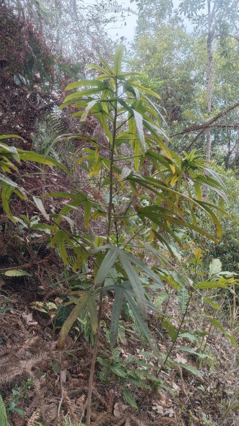 新鲜野生小叶五指毛桃，互惠互利，合作共赢。