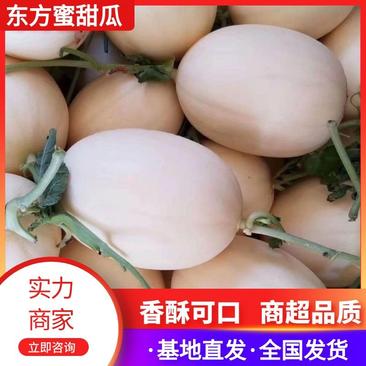 【推荐】山东聊城红金蜜、东方蜜甜瓜供应市场商超电商