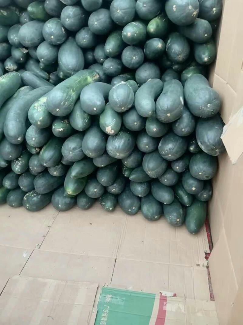 精品冬瓜