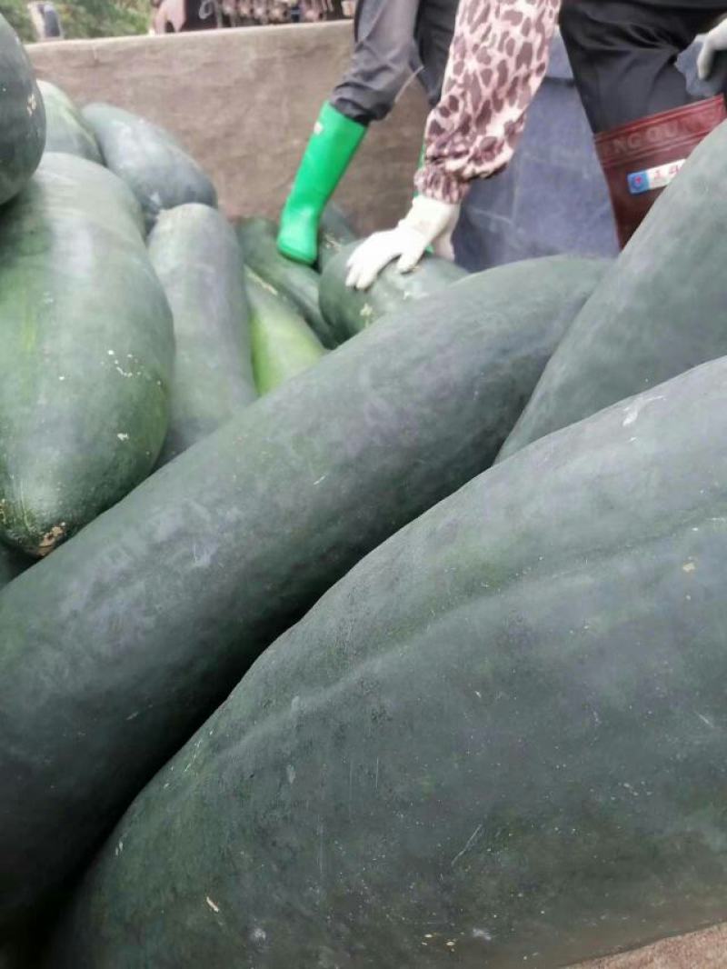 精品冬瓜