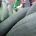 精品冬瓜