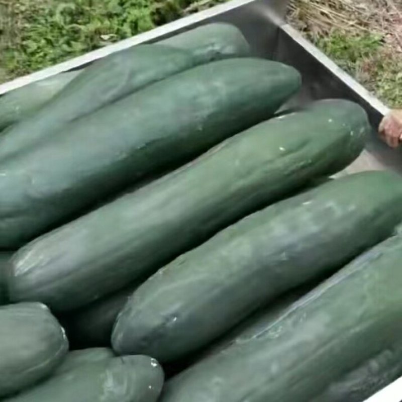 精品冬瓜