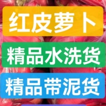 红皮萝卜水洗红皮萝卜带泥货供应各地市场商超产地直发