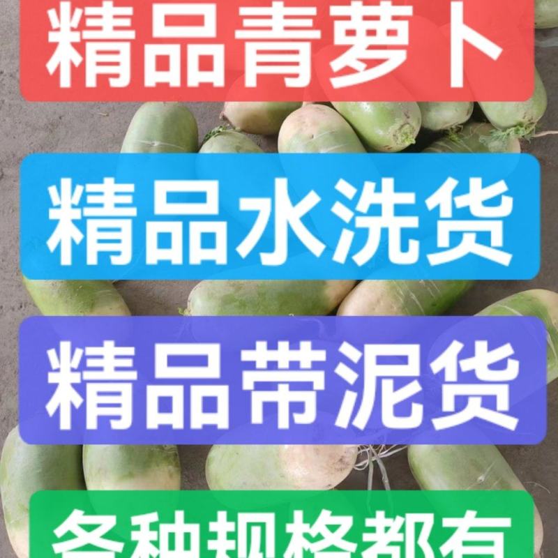 青萝卜水洗青萝卜水洗萝卜常年供应市场货电商货