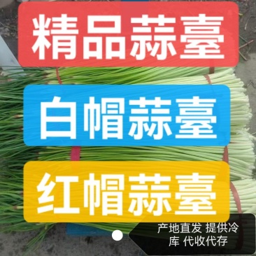 蒜薹红帽蒜臺红帽蒜苔可加工精品小把提供冷库