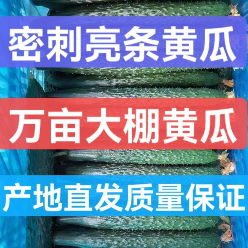 万亩密刺黄瓜条形直油亮产地直发各种规格包装自家种植