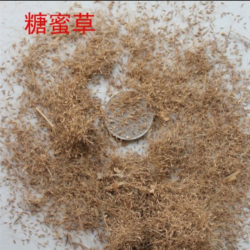 甜蜜草种子