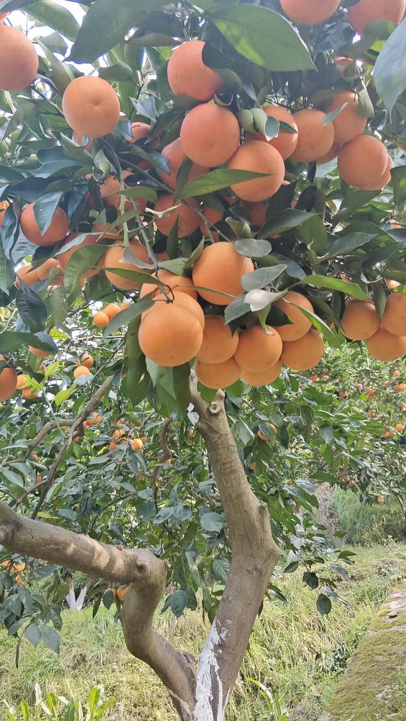 重庆本地血橙，沃柑，伦晚，三月黄开园