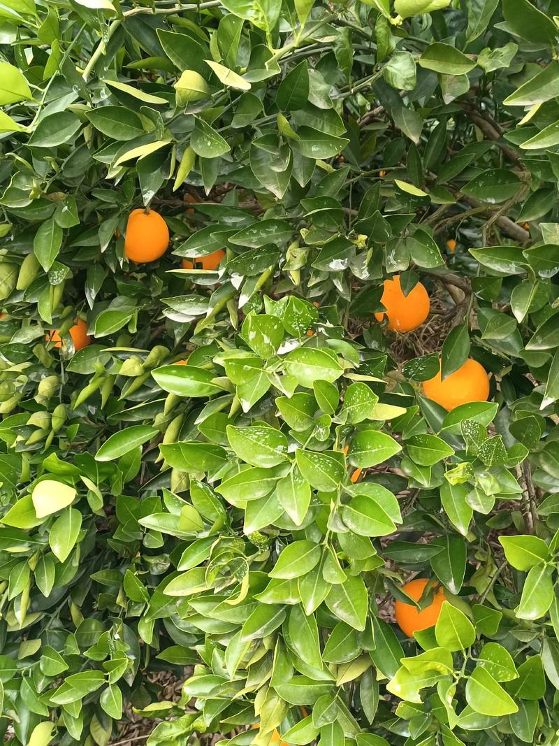 重庆本地血橙，沃柑，伦晚，三月黄开园