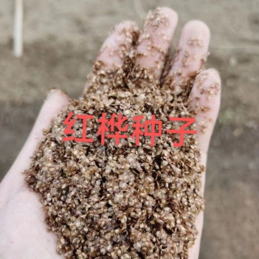 红桦种子