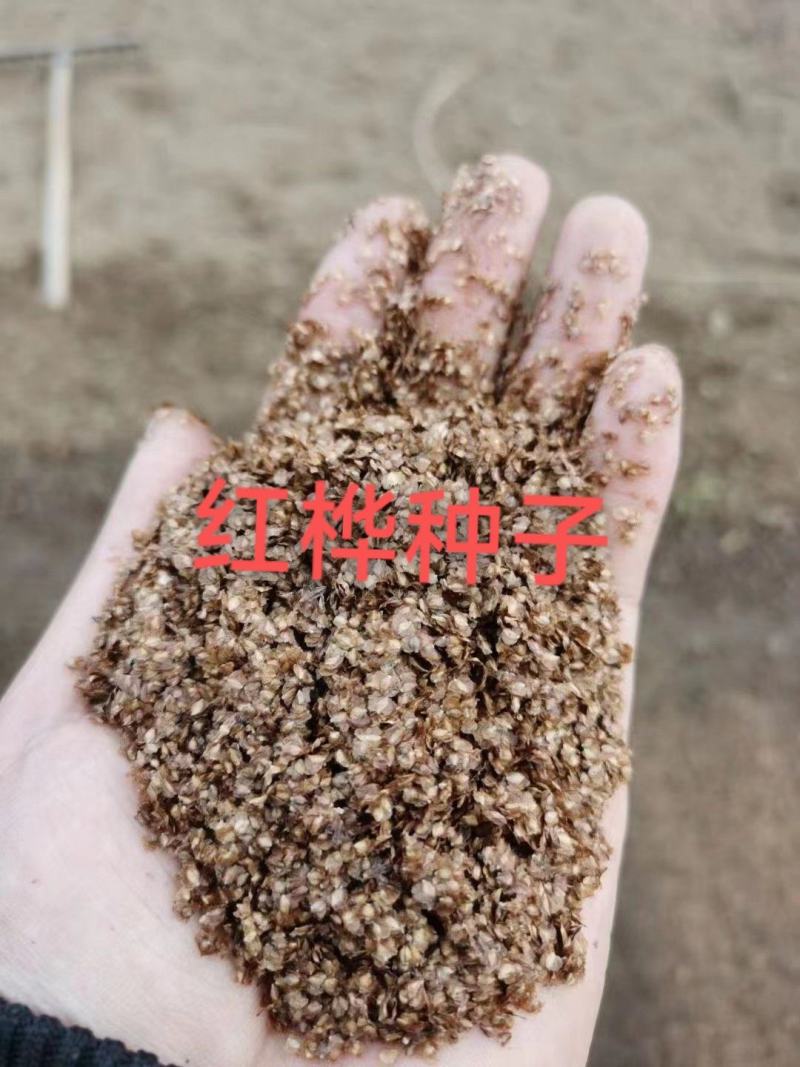 红桦种子