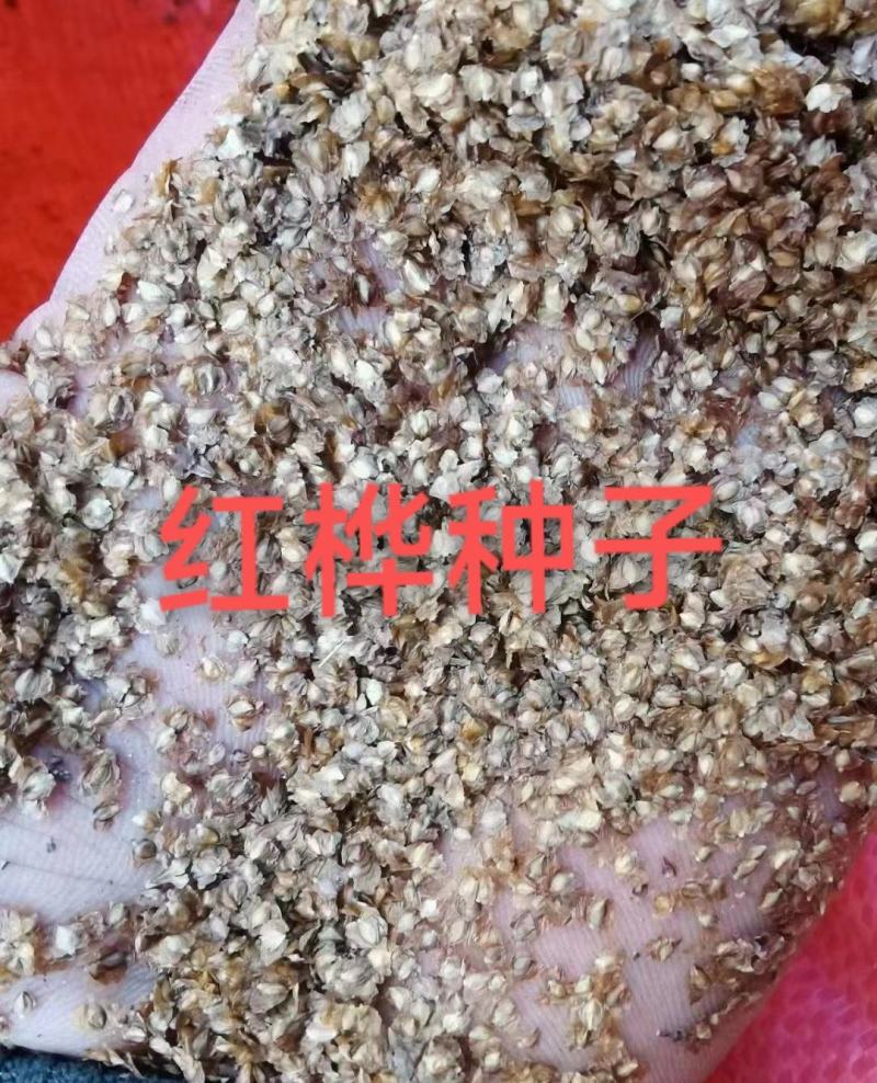 红桦种子