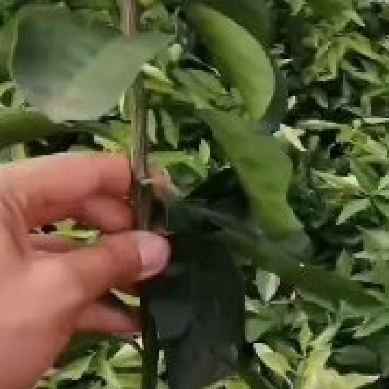 湘西纽荷尔脐橙和桔子嫁接苗，基地直供，量大从优