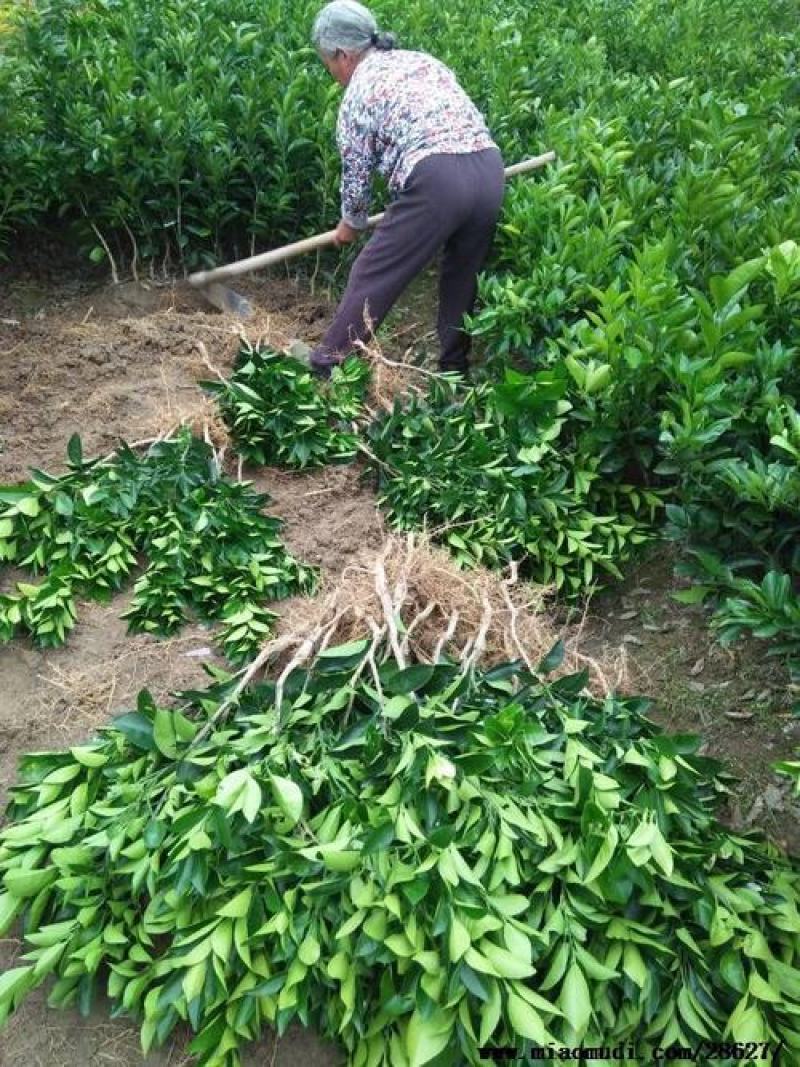 湘西纽荷尔脐橙和桔子嫁接苗，基地直供，量大从优