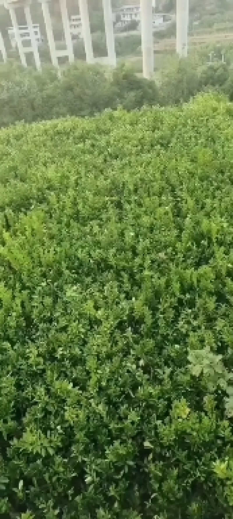 湘西纽荷尔脐橙和桔子嫁接苗，基地直供，量大从优