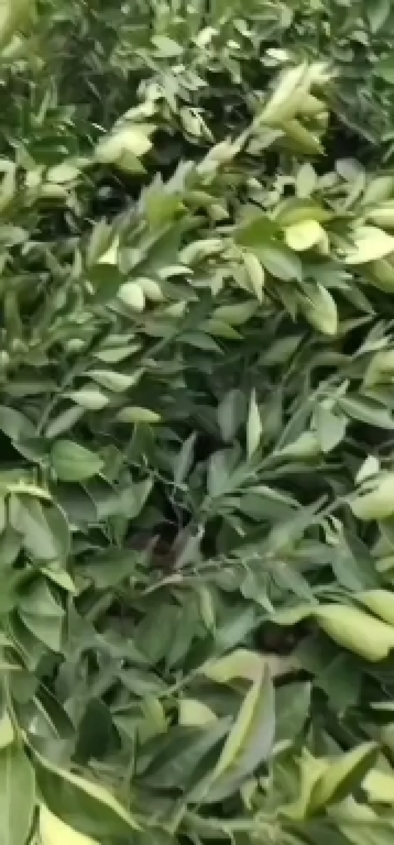 湘西纽荷尔脐橙和桔子嫁接苗，基地直供，量大从优