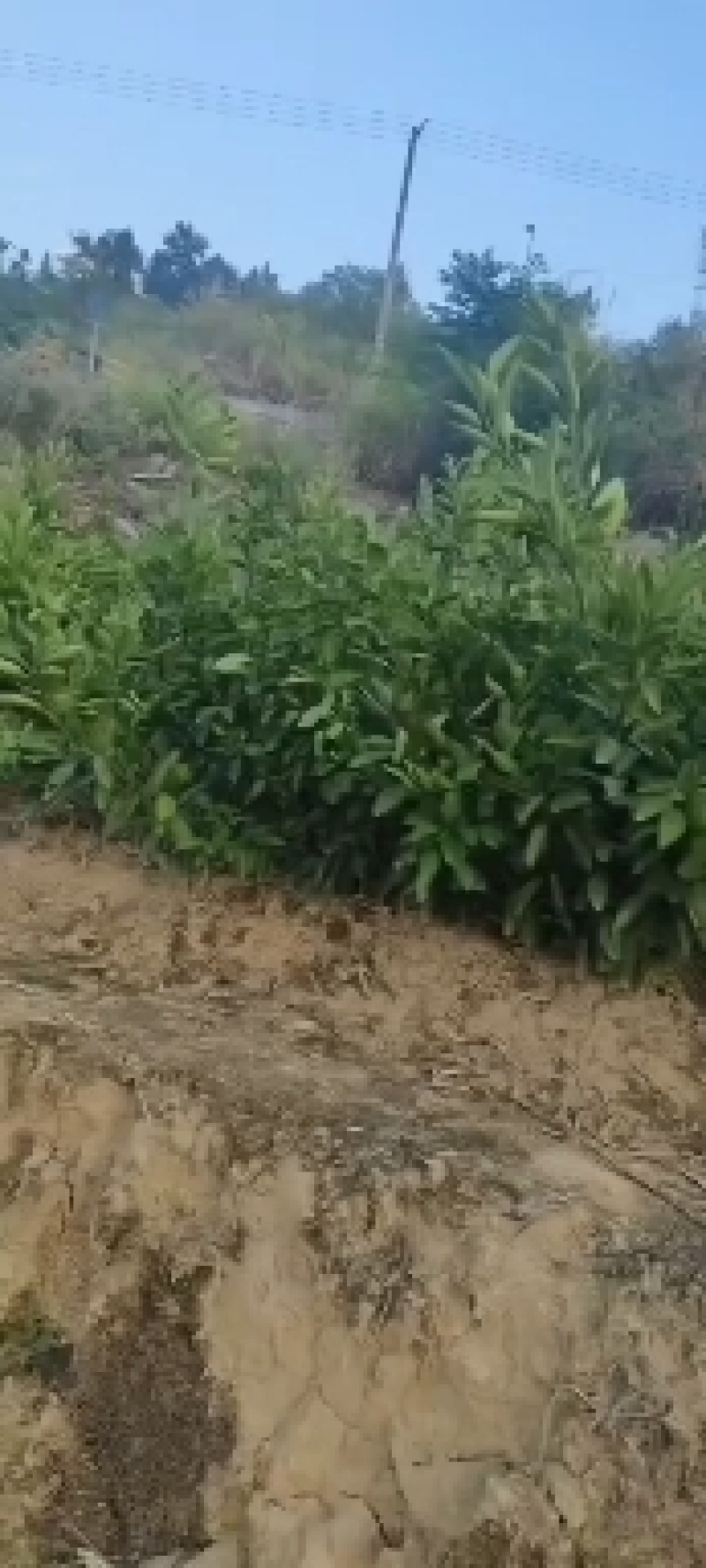 湘西纽荷尔脐橙和桔子嫁接苗，基地直供，量大从优