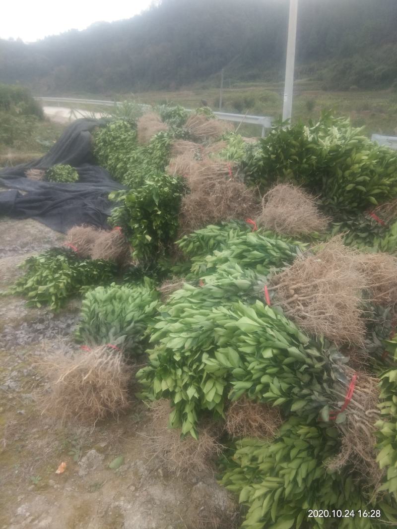湘西纽荷尔脐橙和桔子嫁接苗，基地直供，量大从优
