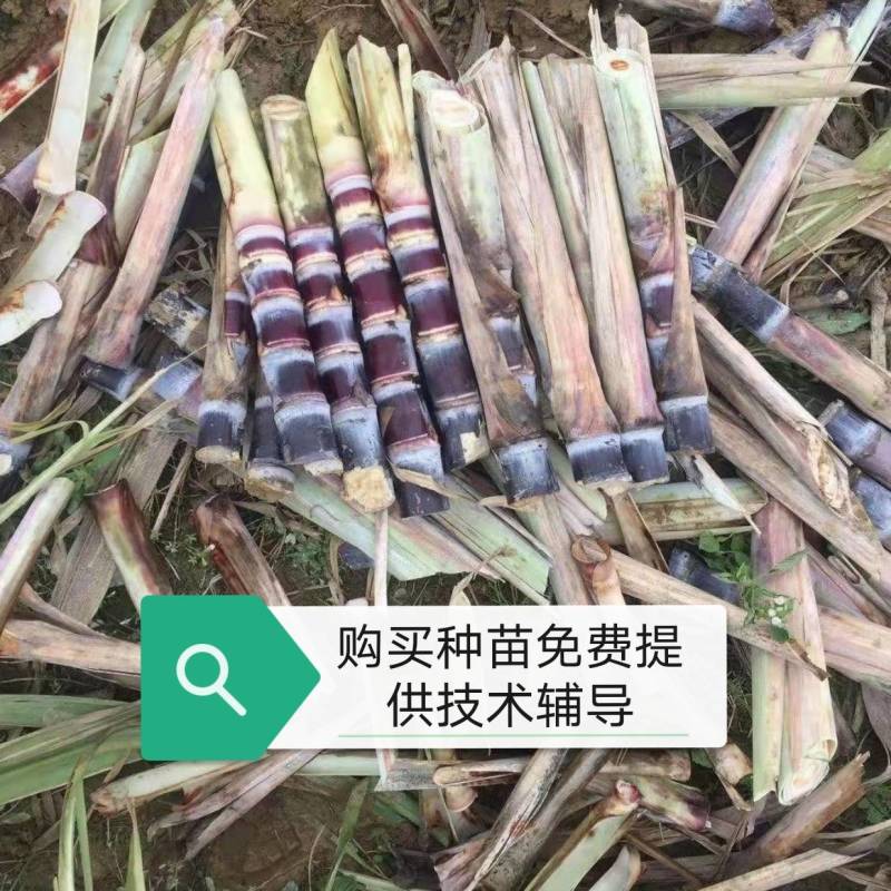 黑皮甘蔗种，购买种子提供后期种植技术辅导