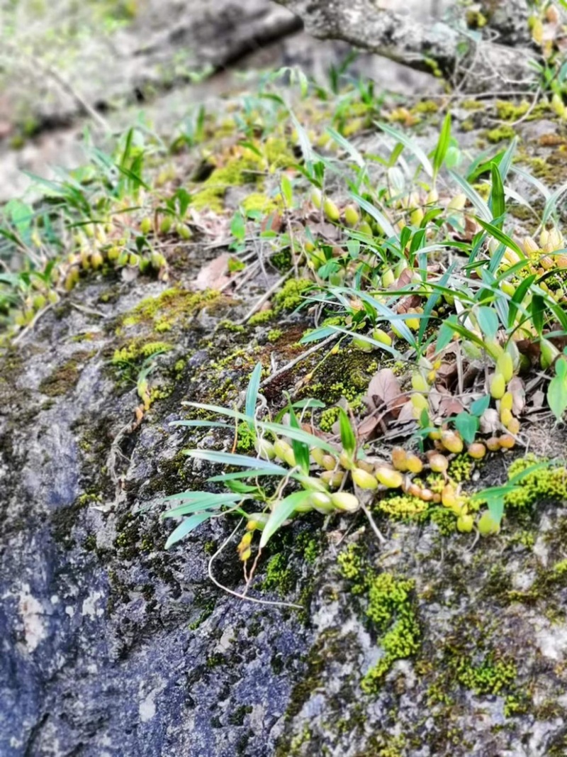 双叶大果石橄榄石仙桃产地直发现货供应量大从优