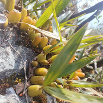 双叶大果石橄榄石仙桃产地直发现货供应量大从优