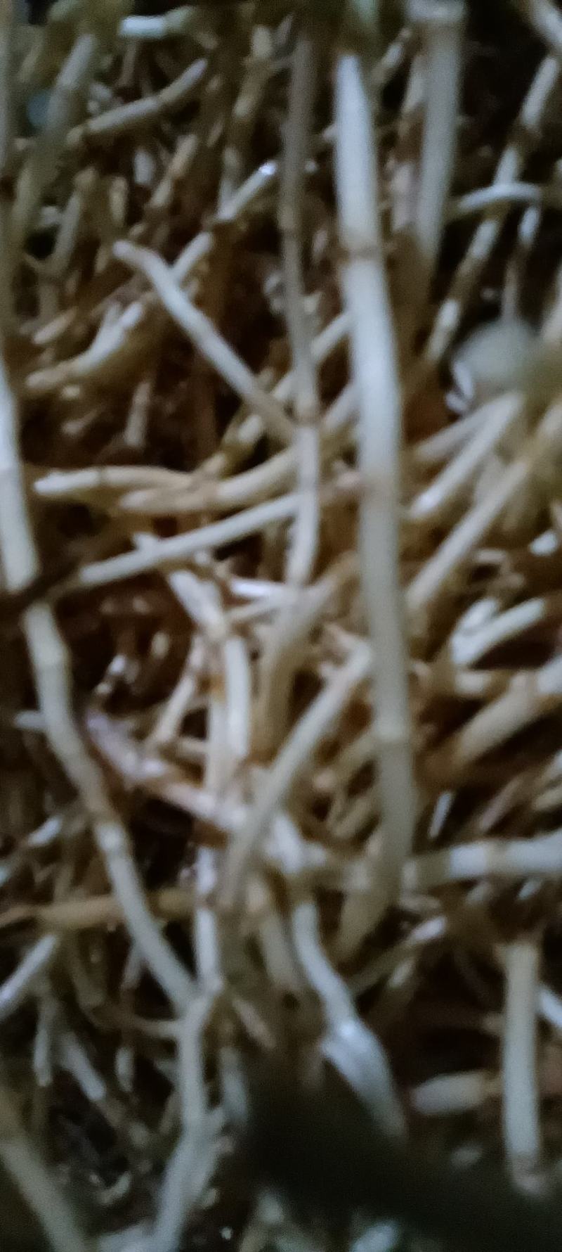 带泥鱼腥草带泥折耳根带泥鱼腥草带泥折带泥鱼腥草带泥折耳根