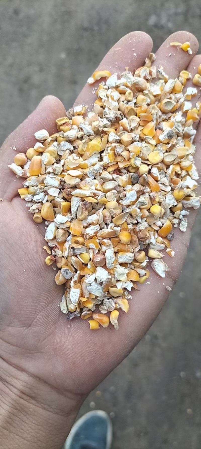 批发零售碎玉米玉米粒
