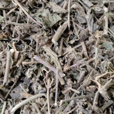 毛麝香草，毛老虎，香草，凉草