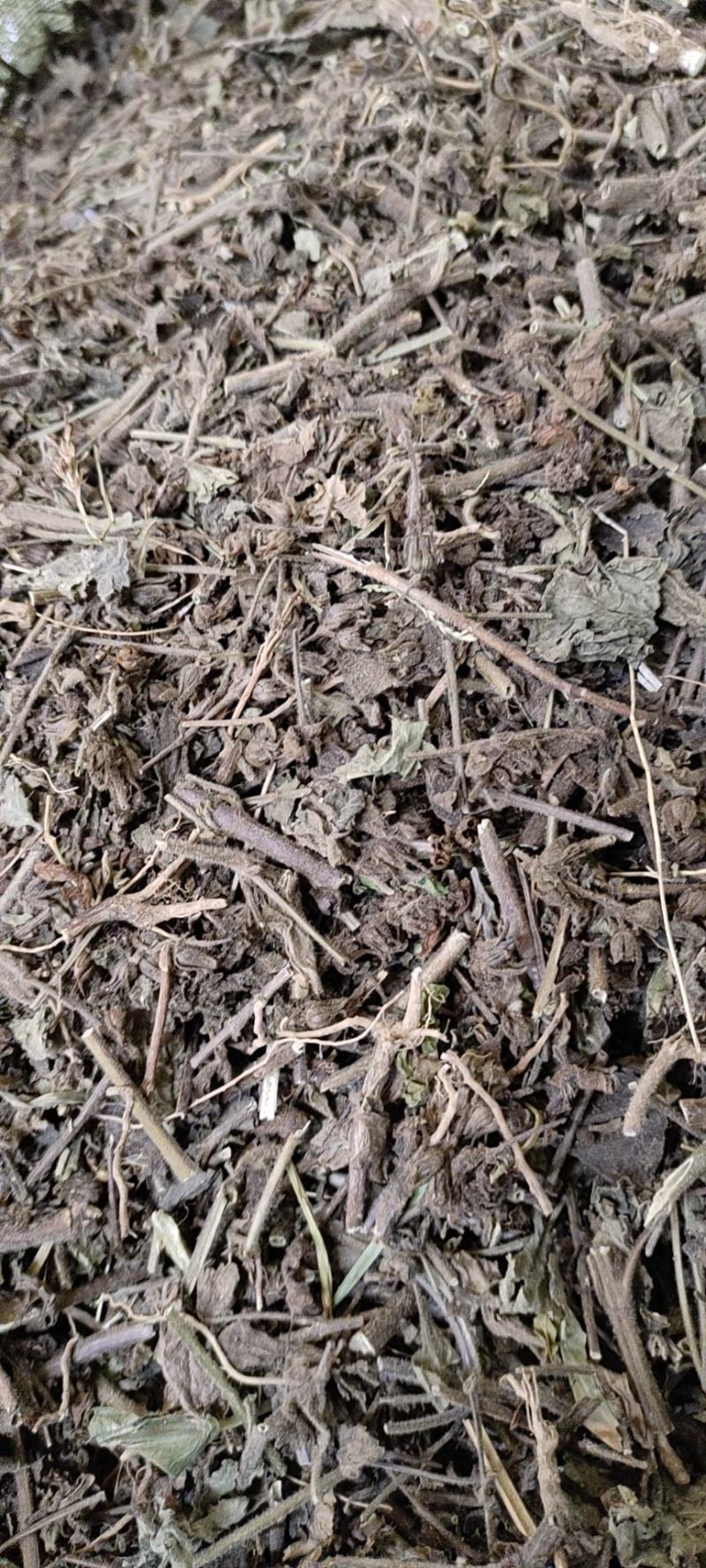 毛麝香草，毛老虎，香草，凉草
