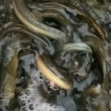 泥鳅圆泥鳅，扁泥鳅大中小规格都有，土泥鳅，量大从优包活