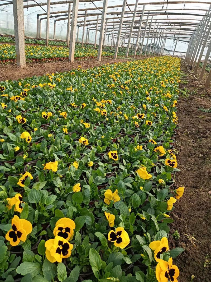 冬季草花小皮桶双色盆三色堇