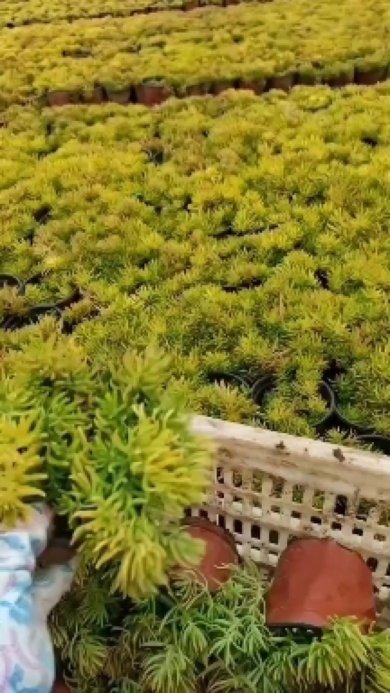 黄金条金叶佛甲草绿化专用小杯双色杯欢迎前来选购