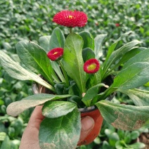 雏菊规格小杯110双色杯绿化专用常年供应